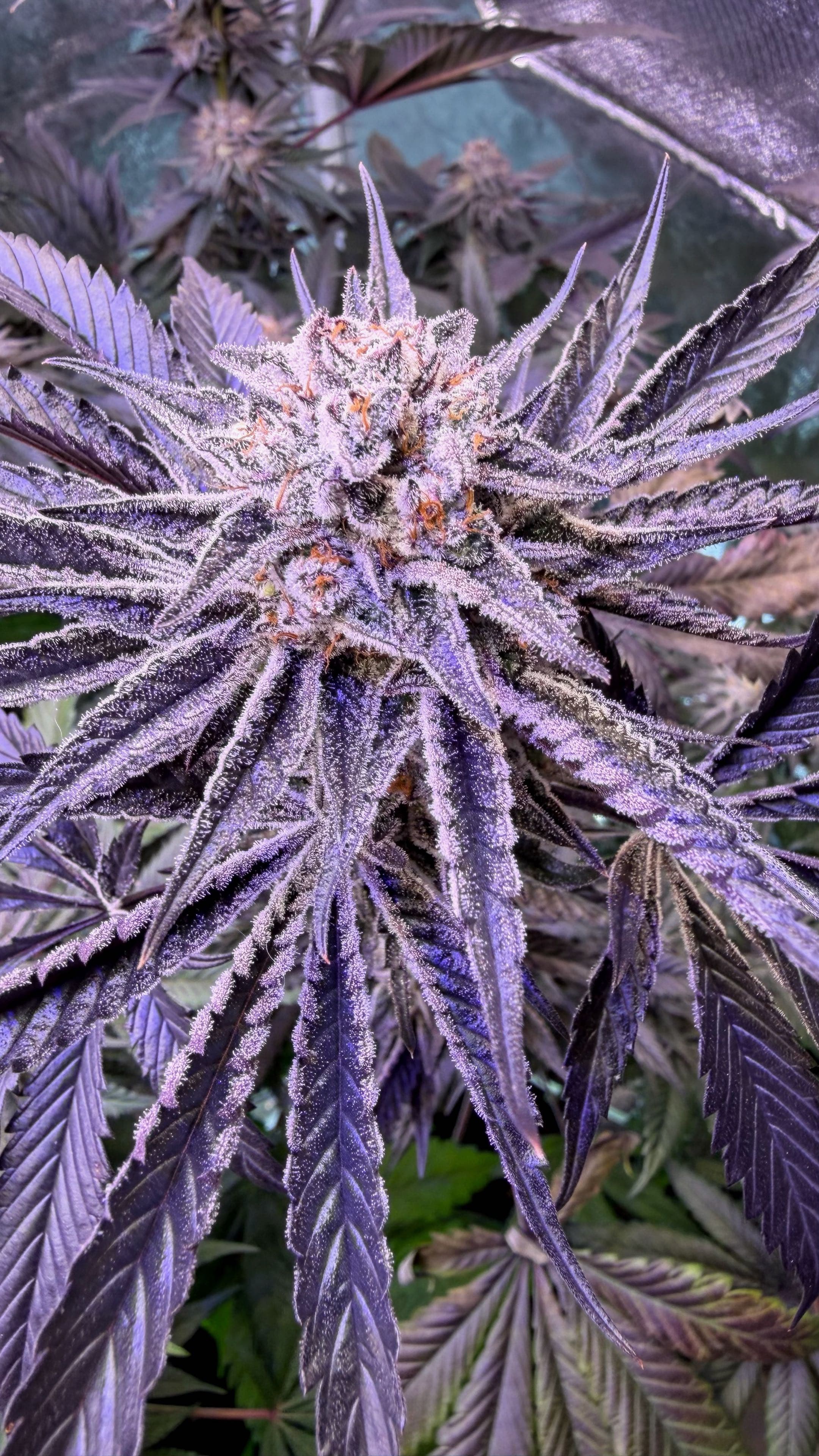 VELVET VICE limited release artwork